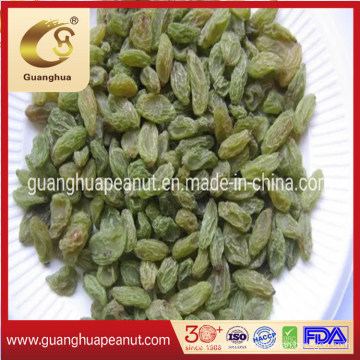 Hot Sale Good Quality Raisins From China